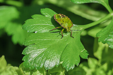 Green shield bug Palomena prasina on parsley leaf close up macro