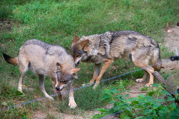 Two Wolves Playing in the Outdoors