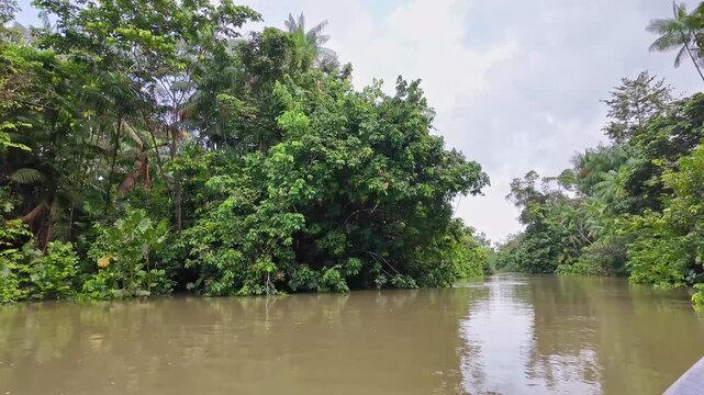 Boat trip on the Igarape do Urubu River, Delta das Americas, Ilha das Canarias, Brazil. Amazon Rainforest. South America