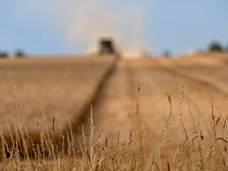 A shot of a large field with a Combine Harvester at work harvesting grain in the distance for use as a background