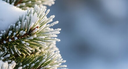 Icy embrace a pine branch adorned with snow and delicate frost crystals glistening in winter's