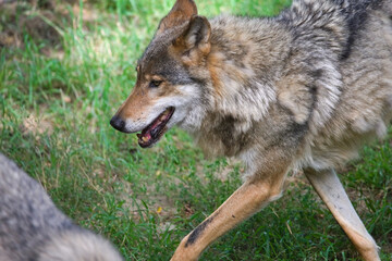 Fototapeta premium Wolf Moving Through Nature's Greenery