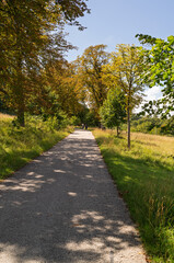 Pathway Through the Trees
