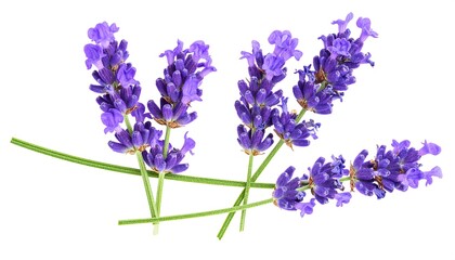 Fototapeta premium Close-up of lavender sprigs against white