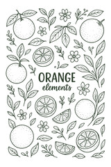 Hand-drawn orange fruit and citrus pattern, vintage botanical illustration with fresh summer theme.
