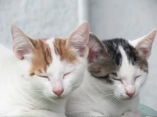 Two cats sleeping side by side, cuddled together peacefully, showcasing their adorable bond and cozy companionship.