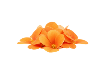 Orange flower petals on transparent background floral design element