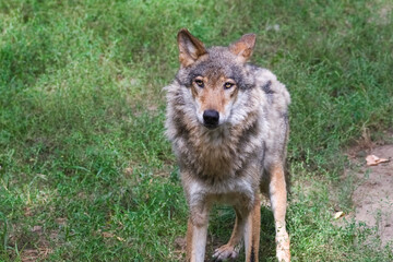 Wolf Standing Majestically in Grass