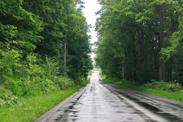 Serene Wet Road Through Lush Forest