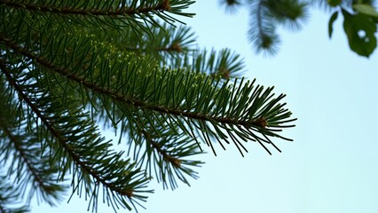 A close up of a pine tree branch with a blue sky in the background.