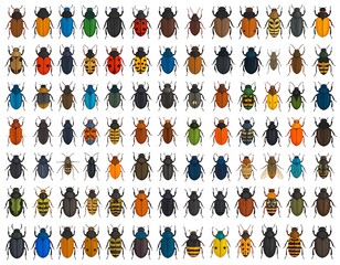Diverse beetle species collection, representing variations in color and form