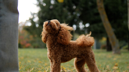 A Playful Poodle Dog Joyfully Enjoying Its Time in the Great Outdoors on a Gorgeous Sunny Day