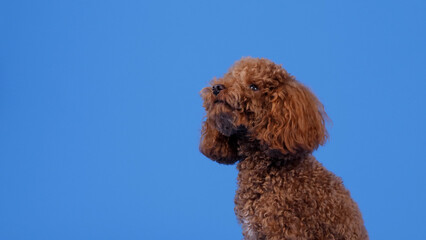 An Elegant Portrait of a Brown Dog Set Against a Bright and EyeCatching Blue Background