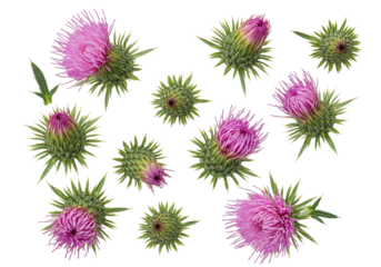 Pink thistle flowers on transparent background botanical illustration