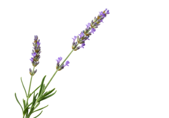 Purple lavender flowers on transparent background botanical photography