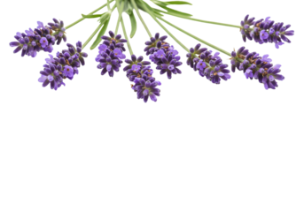 Purple lavender flowers on transparent background floral design element