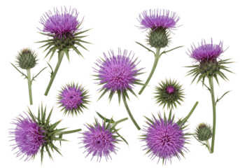Purple thistle flowers botanical illustration transparent background