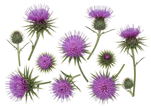 Purple thistle flowers botanical illustration transparent background