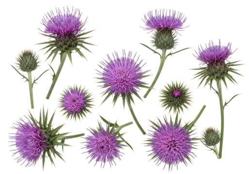Purple thistle flowers botanical illustration transparent background - Powered by Adobe
