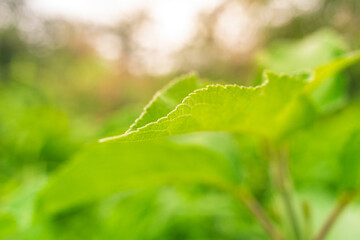 dew on a leaf