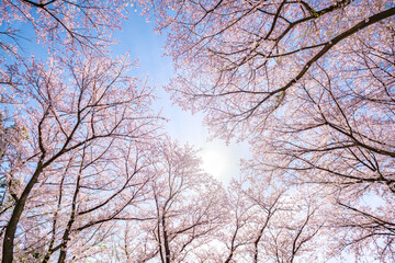 Pink cherry blossom trees in warm sunlight