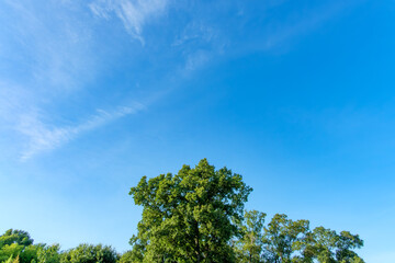 広がる青空と初夏の緑の木々