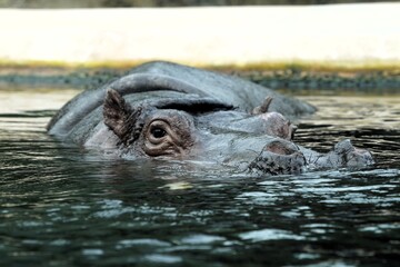 Close up portrait of the head of a swimming hippo (Hippopotamus amphibius) lurking in the water of the River Nile
