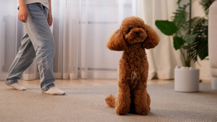 A Playful Poodle is Relaxing in a Cozy Living Room, Bonding Happily with Its Owner