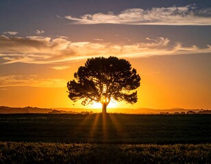 A solitary pine tree stands silhouetted against a vibrant sunset, casting sunbeams across a golden field.