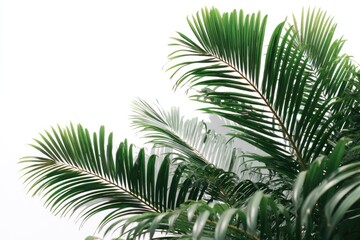 Fototapeta premium Lush, vibrant green palm fronds against a stark white background, showcasing intricate leaf detail and subtle shadowing