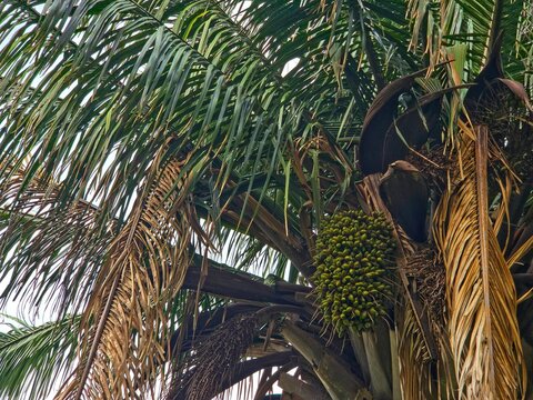 Close up of  Macauba palm (Acrocomia aculeata) with a cluster of its distinctive green fruits. 