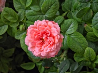single, full-blooming pink rose, top-down view.