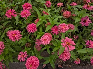 An aerial view of a vibrant bed of pink zinnia flowers, interspersed with green leaves. 