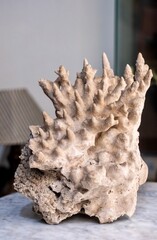 Obraz premium Branching coral fragment with honeycomb base