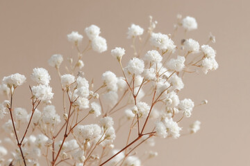 Delicate gypsophila elegance on a soft beige backdrop, floral beauty