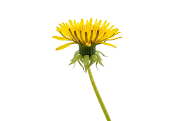 Yellow dandelion flower with transparent background