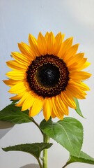 Fototapeta premium A vibrant sunflower, bright yellow petals surrounding a dark brown center, stands tall against a pale background, showcasing the beauty of nature's details.