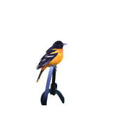 Bright orange baltimore oriole perched on a post