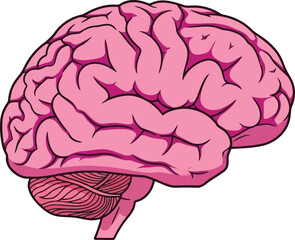 Pink human brain anatomy lobe cortex cerebellum illustration vector