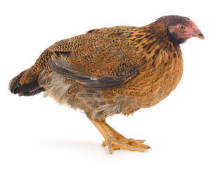 Brown chicken isolated on white background