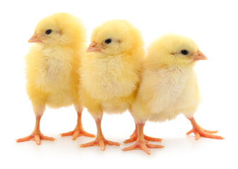 Three yellow baby chicks standing isolated on white background