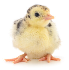 Turkey chick isolated on white background