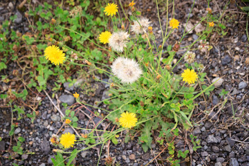 Obraz premium Vibrant Dandelion Cluster on Gravel