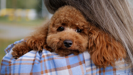 An Adorable Poodle Puppy Cuddled Comfortably in the Warm Embrace of a Person Loving It