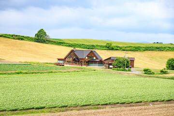 Beautiful Drawing-Like View of a Farmhouse and Rolling Fields in Biei, Hokkaido