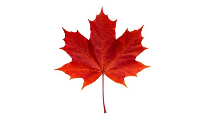 Fototapeta premium Vibrant autumn maple leaf against white