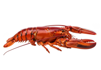 Red lobster isolated on transparent background