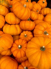 Orange Kürbis im Herbst zum verzehr und zur Dekoration