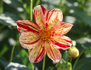 Dahlienzucht - Saitenspiel - in Blüte © Studio M. Brix