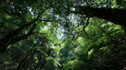 薄明の熱帯雨林で光芒が降り注ぐ静かな谷底景観